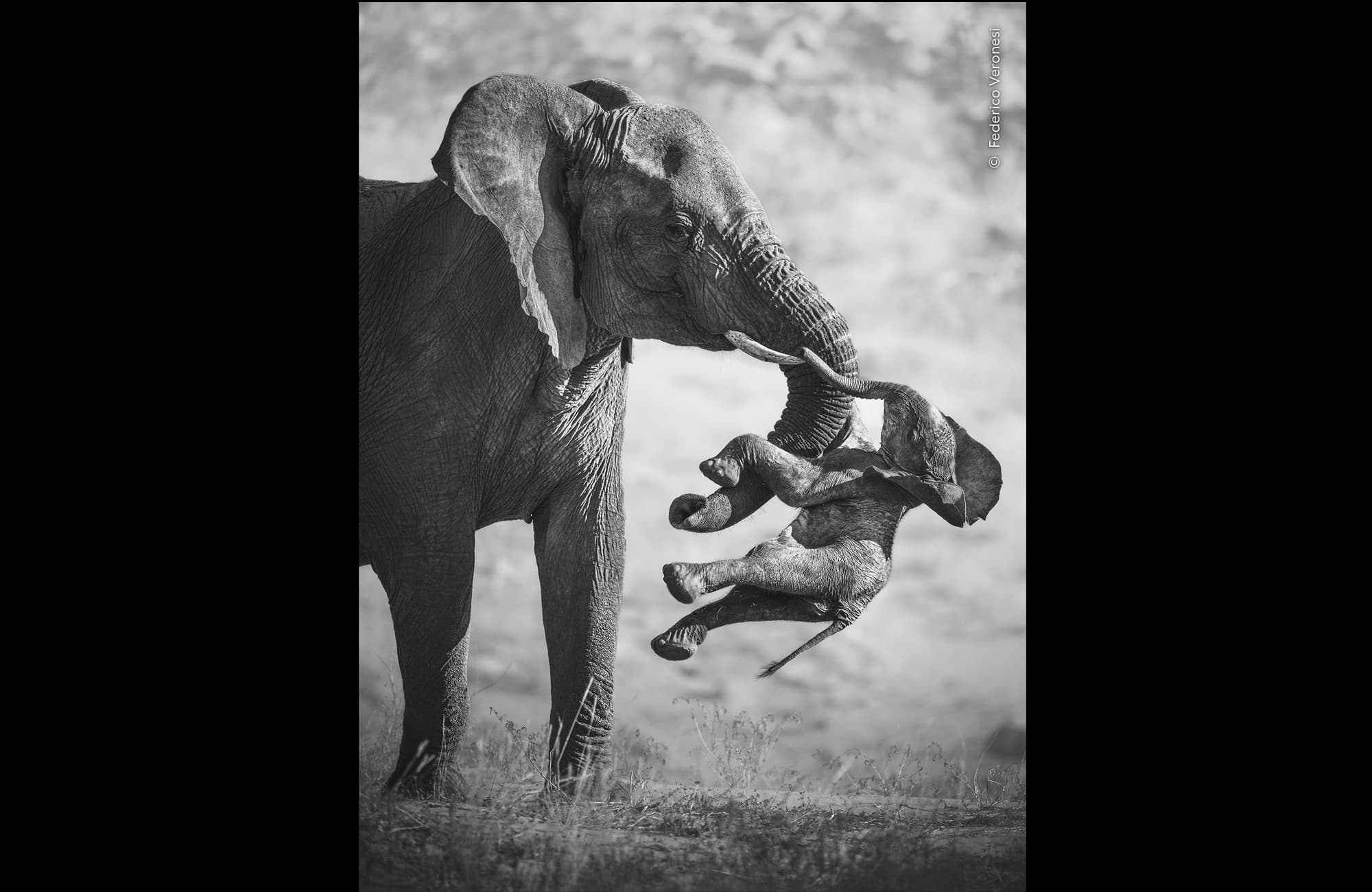 Un coup dans l'estomac : la photo gagnante du Wildlife Photographer of the Year 2026 a été réalisée par un Italien